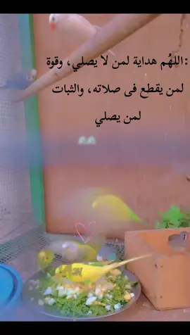 #احمد_النفيس #رسول_الله #rypシ #ry #الجمعه_الصلاة_على_النبي_سورة_الكهف🌱 @,سعد الغامدي @القارى بلال دربالي @نبيل العوضي قصص أوعبر📚🕋@كلمات فى حب الرسول @رمـ༈ۖ҉ـاد 🖇 