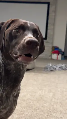 The dog heard a fart#funnydog #funnyvideo #foryou #dogsofttiktok #foryou #funny #fyp 