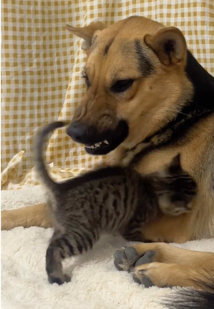 Cats and dogs are best friends🥰🥰#dog #cat #funnyvideos #funny #foryou