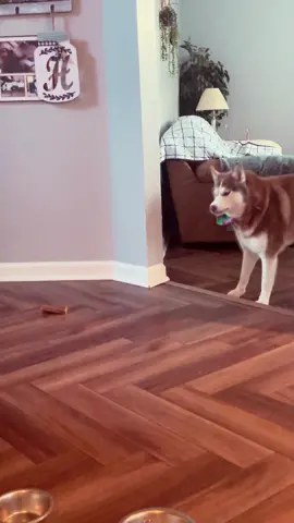 Part 578. Here we go again! #huskiesoftiktok #huskytok #dramatichusky #drama #huskylife 
