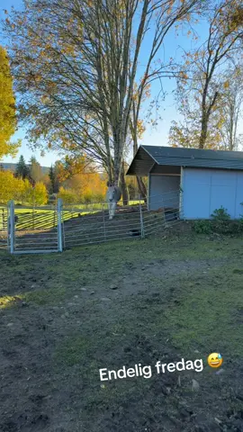 Ellinor ønsker dere en god fredag 🥰😄 #foryoupage❤️❤️ #donkey #foryoupage #farmlifeisthebestlife 