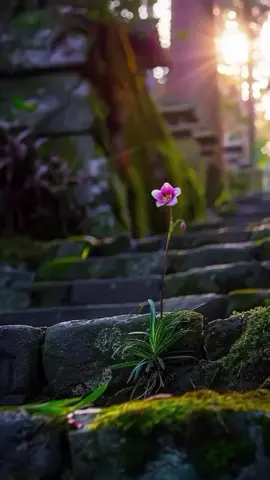 Algoritma Tiktok Algoritma adalah serangkaian instruksi atau langkah logis yang sistematis dan berurutan untuk menyelesaikan suatu masalah atau mencapai tujuan tertentu, baik dalam komputasi maupun kehidupan sehari-hari. Ditemukan oleh ahli matematika Persia Abu Ja'far Muhammad Ibn Musa Al-Khawarizmi, algoritma digunakan untuk memproses masukan data menjadi keluaran yang diharapkan melalui proses yang terstruktur.  Pengertian dan Fungsi ================ Serangkaian Langkah Logis:  Algoritma memberikan instruksi yang jelas dan tidak ambigu, yang harus dijalankan secara berurutan untuk mendapatkan hasil yang diinginkan.  Pemecahan Masalah:  Fungsi utama algoritma adalah memecahkan berbagai jenis masalah, seperti pengurutan data, pencarian informasi, atau bahkan tugas sehari-hari seperti memasak.  Efisiensi:  Algoritma yang baik dapat mempercepat proses dan mengurangi penggunaan sumber daya, seperti waktu pemrosesan dan memori komputer.  #Algoritma #inovasitanaman  #pertanianmodern  #tanamanhias  #bunga 