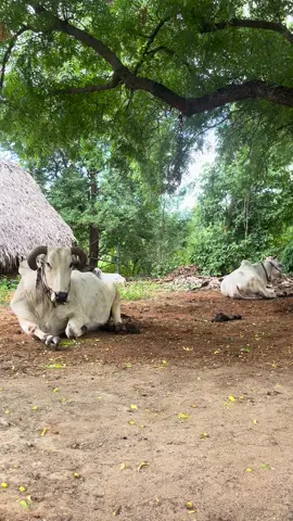 နွားကျောင်းသား - လွှမ်းမိုး ✌🏾 #village #myanmartiktok🇲🇲🇲🇲 #CapCut #tiktok #bagan 