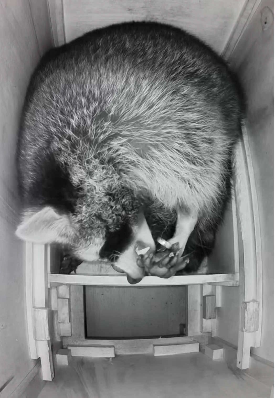 Happy Friday! Can you spot The One Ring on his little finger? 🥹 Sanchez had a week of uninterrupted (for the most part) sleep, big stretches, loud sighs, and deep thoughts. The White One quickly dropped in to survey señor’s treasures, we all know she is planning her next heist. For now, Sanchez is happy to report that all preciouses are accounted for. *Raccoons are den animals, they choose to sleep in tight places. The pinned reel shows what he is sleeping in. He has an entire room and closet with larger drawers to sleep in but he chooses to sleep in this drawer because it is his den. He removes all pillows, towels, and cushions we place in there and he refuses to go to the chiropractor 😉 #raccoon #pet #PetsOfTikTok #petraccoon #animals 