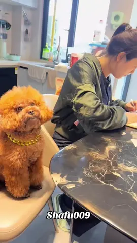 #粉丝一千万#dog#funnydog#foryou#fyp 