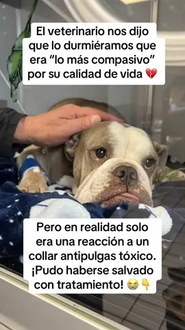 Todo empezó con un poco de comezón… luego vómito… y después dejó de comer. 😢 Pensé que eran alergias, pero cada hora estaba peor. Lo llevé con nuestro veterinario de siempre. “Sus riñones están fallando… es grave.” “Está sufriendo. Deberías pensar en su calidad de vida.” Me quedé en shock. “¿Quieres decir…?” 😭 “Eutanasia. Hoy sería lo mejor para él.” Mi perro, un joven de 4 años, completamente sano… ¿Así nada más? 💔 Algo no me cuadraba. Lo llevé a otro veterinario, de emergencia. 🙏 Lo primero que me preguntaron fue: “¿Ha estado expuesto a algo nuevo? ¿Champú, medicamento, collar antipulgas?” Ahí me cayó el veinte. 😰 Una semana antes le había puesto un collar antipulgas “potente” que compré en la tienda. No pensé que pudiera hacerle daño. El veterinario me miró y dijo: “Esto no es falla orgánica. Es toxicidad por el collar antipulgas. Lo vemos todo el tiempo.” 💔 Le pusieron suero, lo monitorearon, le dieron medicación para desintoxicarlo. En pocas horas empezó a mejorar. 😭 Al día siguiente, ya movía la cola otra vez. 🐶❤️ El primer veterinario me dijo que lo durmiera… cuando en realidad era envenenamiento por un producto que aún venden en todas partes. El veterinario de emergencia me explicó algo que nunca olvidaré: “Estos collares liberan pesticidas a través de la piel. Entran al torrente sanguíneo, a los órganos… incluso al aire que respiran.” 😢 Y me dijo: “Si alguna vez necesitas protección contra pulgas o garrapatas, no uses químicos. Usa algo natural como BugMD — hecho con aceites esenciales, sin venenos.” 🌿 BugMD usa clavo y semilla de algodón para eliminar pulgas, huevos y garrapatas, sin lastimar a tu perro. 🐾 Si hubiera sabido eso antes… mi perrito no habría pasado por este infierno. 💔 Hoy está 100% recuperado. 🙏 Pero muchos no tienen la misma suerte… porque sus dueños simplemente no lo saben. Por favor… revisa el collar de tu perro hoy. Si es químico, quítaselo. Puedes encontrar BugMD en Amazon — enlace en mi bio. 🛒