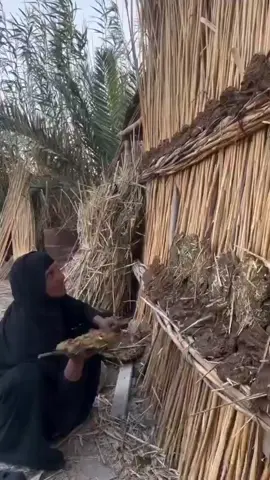 #العراقيين 