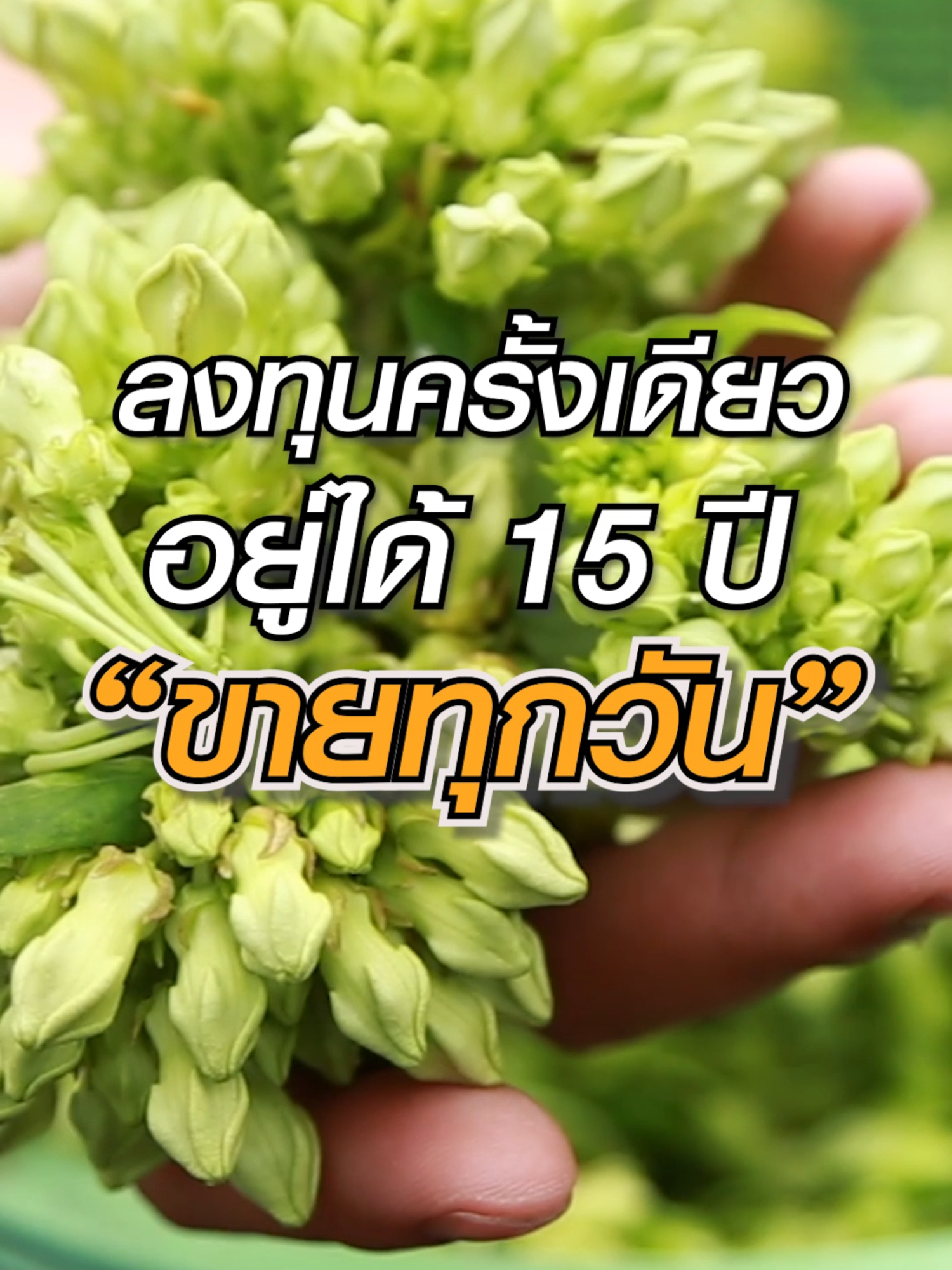 ลงทุนครั้งเดียวอยู่ได้ 15 ปี #ดอกขจร #เกษตรอินทรีย์ #เทคนิคการปลูก #ลงทุนน้อยกําไรงาม