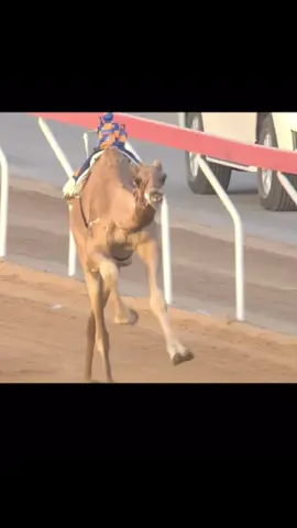 #هجن#العين#الإمارات🇦🇪 #قطر#السعودية 