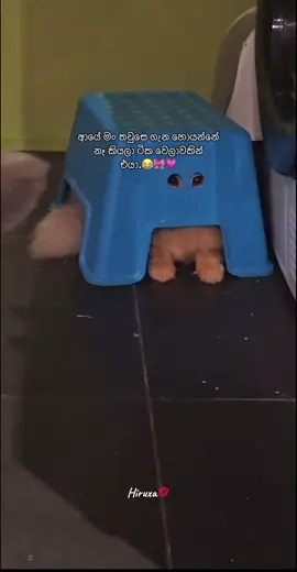 ඔන්න හැමොම ඉල්ලපු නිසා 