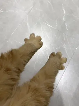 Who wants to smell the little kitten’s paws?😻😻😻#kitty #funnycat #cutecat #fyp #catlover 