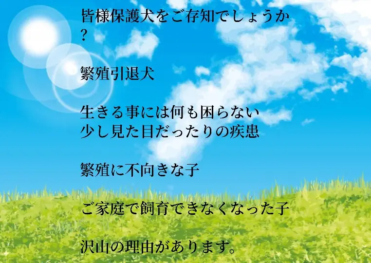 保護犬🐾保護猫🐱に少しだけ 興味を持ってみませんか？☺ 気になる方はDM下さい💓 そして皆様再投稿お願いします💖 #おすすめ #TikTok #保護犬 #保護猫