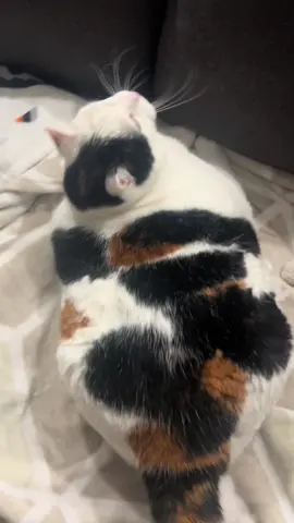 Good Morning Jasmine #catsoftiktok 
