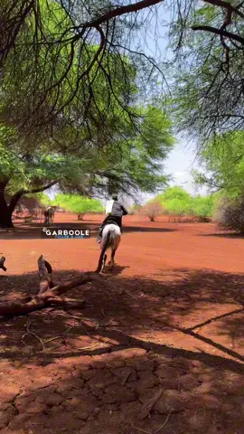 Baroor Iyo Xamar 🐎