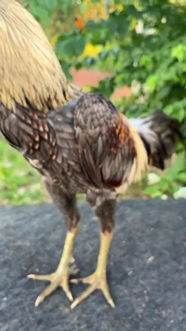 ไก่หนุ่มๆ🐲🐉 #อย่าปิดการมองเห็น #เด็กเลี้ยงไก่ 