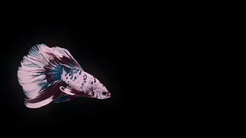 cause we're golden. . . . . -- devil eyes - hippie sabotage #lyrics #çeviri #sozler #rebirthstars #fyp 