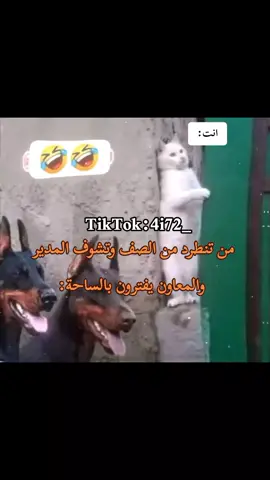 😂🗿#الشعب_الصيني_ماله_حل😂😂 #اكسبلور_تيك_توك #اكسبلورexplore #مالي_خلق_احط_هاشتاقات🧢 #خذلك_بريك 