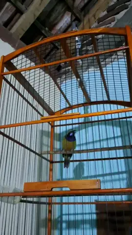 spek bleyer 2tak vs kunti nih bos 😃 #masteranburung #kicaumania #muraibatuindonesia #cungkok #masteranmuraibatu 