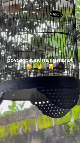 Lobet gendeng#lovebirds #fyp #kicaumania #story #viral 