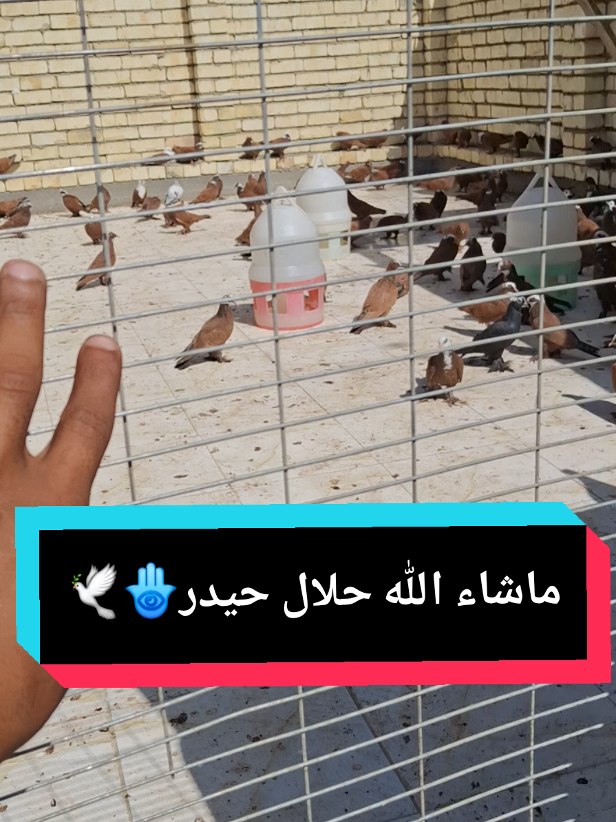 كولو ماشاء الله بل تعليقات العزاز الطيبين تحياتي للجناي المعدل@حيدر كريم #رحيم_الدراجي_طيور_اليفه #الشعب_الصيني_ماله_حل😂😂 #العزاز_الطيبين #ماشاءالله_تبارك_الله_اذكروا_الله #الهم_صلي_على_محمد_وأل_محمد 