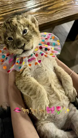 #راشد_الماجد 