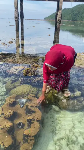 Berburu kerang laut #foryou 