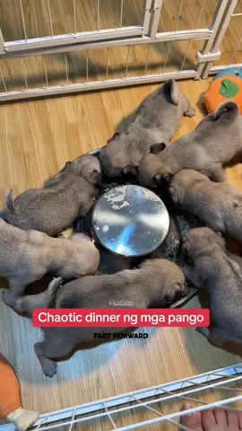 7 pugs. 1 bowl. ZERO away. 💯 #slowFeeder #tiktokfindsph #fypシ #PetsOfTikTok dogmom #TikTokShopPH 