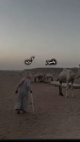 #فرقة_الشاغي_غرام_شلات_حربيه@فرقة الشاغي الحربية 
