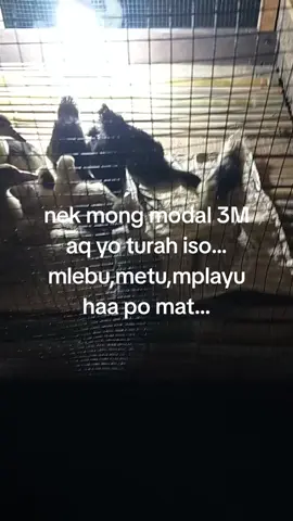 bismillah teko sitik🤲🤲🤲#fyp #cumahiburan #vodioviral #peternakentok 