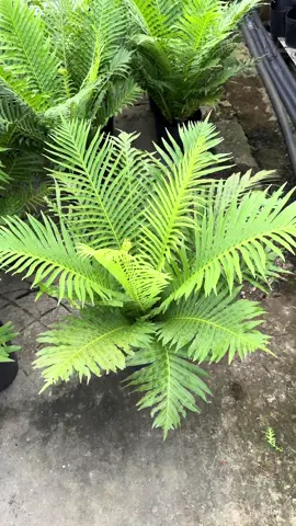 Dương sỉ khổng tước ạ 🌱