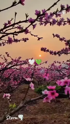 سورة الرحمن 🤍🤍