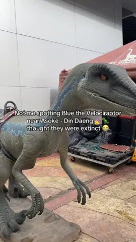 Bangkok so wild I just met Blue the Velociraptor 💅🦖 #dinosaur #jurassicworld #ไดโนเสาร์ #velociraptor #fyp 