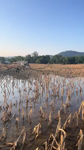 Mùa màng mất trắng, thương những người nông dân thật sự! Bão lũ đã đi qua nhưng những thứ để lại quá khủng khiếp!#xuhuong