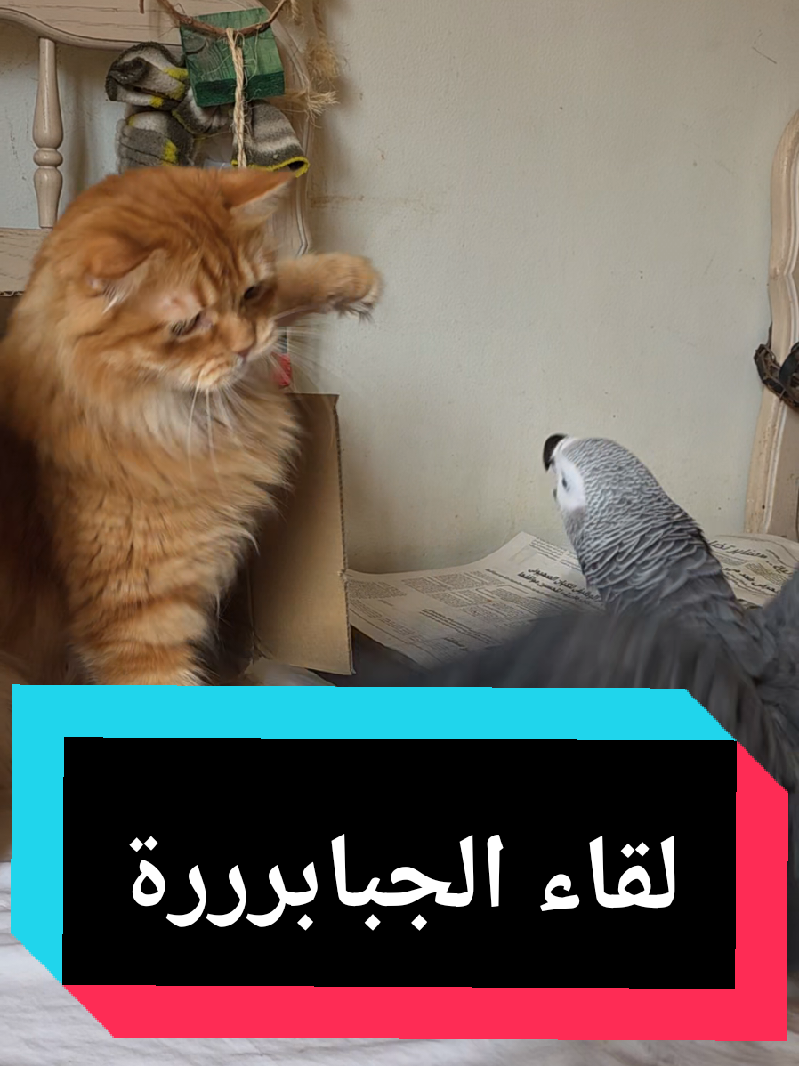 #هاعملك_فسفس #ماشاءالله #بغبغان_مصري #كاسكو #بغبغان_بيتكلم  @may_fekry special dedication to the beautiful Dalida & Fatima 😘❤️