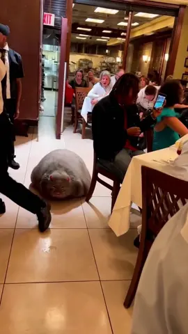 Dinner’s ruined 🐀