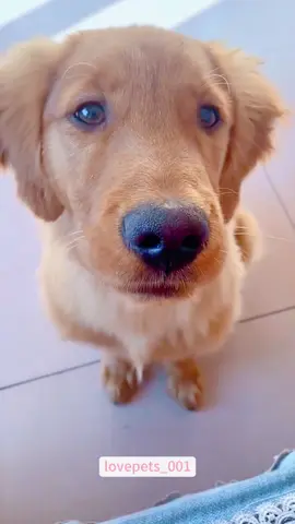 Funny Golden Retriever.#dog #dogs #doglover #dogsoftiktok #funny #foryou #funnytiktok #funnyvideos #fyp #fypシ゚viral #funnyanimals #cute #usa🇺🇸 