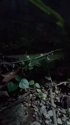 QS Al qasas #quran #murotalquran #CapCut 