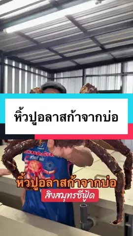 หิ้วปูอลาสก้าจากบ่อ #สิงสมุทรซีฟู้ด #ปูอลาสก้า #ส่งทั่วประเทศ 