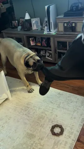 She does not like it when her daddy tries to leave the house🤣🤣#fyp #bullmastiff 