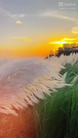 Younus Bangladesh nine 