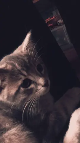 #lyrics #cat #photograph #edsheeran #music 