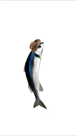 SpinningFish#SpinningFish#fish#animals#pet#pets#fyp#foryou#foryoupage #viral 