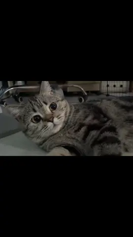 Yêu em bé    #embeoxinhiu #cat #meow #viral #trending 