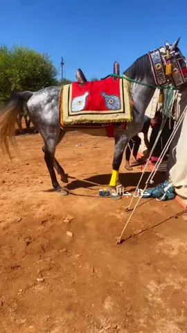 #زليتن_ليبيا_زليتن_وأحلى_زليتن ##