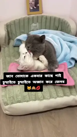 #creatorsearchinsights #tiktok #vairalvideo  #Foryou #@voicer__manna 