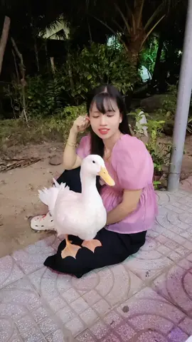 chơi cùng bạn vịt 