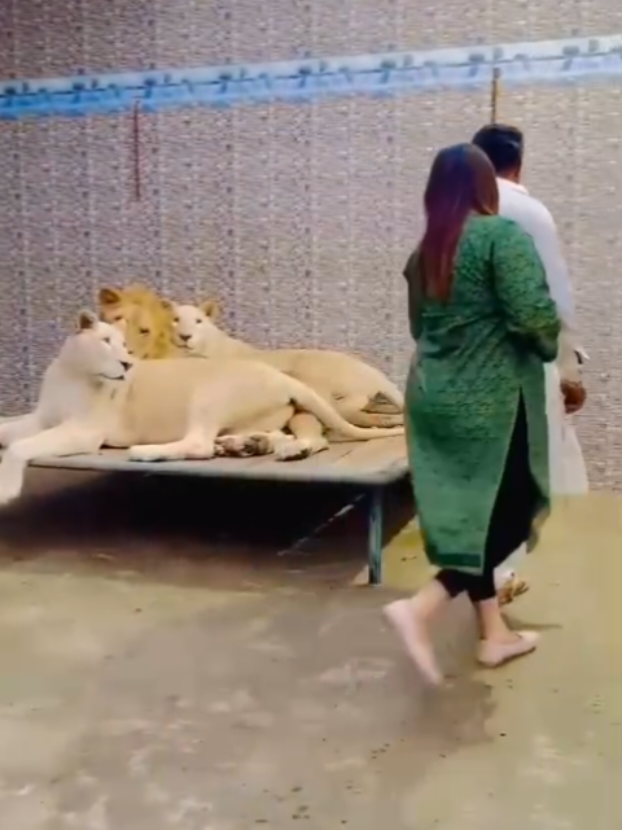 Lion Ha Cat Nhi|Mian Saqib|🎉😱💯#ytshorts #animals#petlover