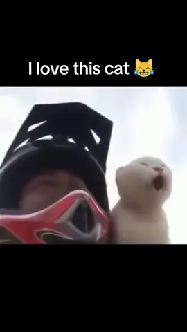 #funnyvideos  #tiktok #fyp #cutecat 