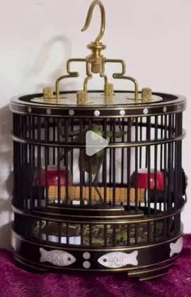 ตั๊กแตนยงโย่ผูกโบว์ทัดดอกจำปา #sashonbirdshop #กรงเลี้ยงตั๊กแตน #กรงเลี้ยงจิ้งหรีด #แข่งขันตั๊กแตน ###