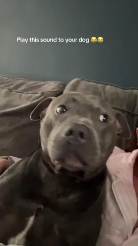 So confused 😭#sully #irishbluestaffy #funnydogs #dogsoftiktok #tiktokdogs 